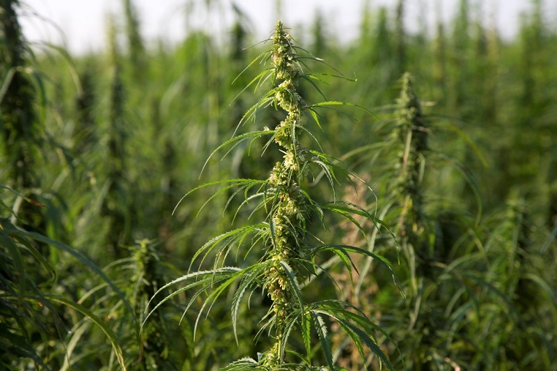 Come si può usare il fiore di canapa?