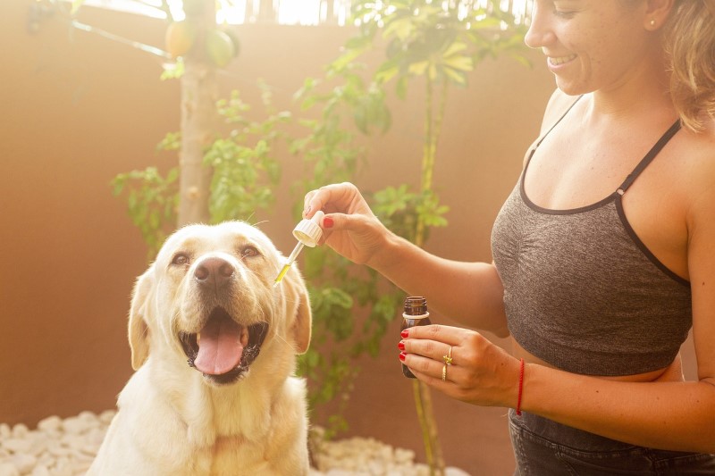 Prodotti di canapa per animali