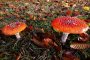 Benefici per la salute di Amanita Muscaria